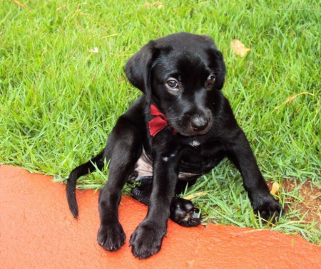 Labrador preto