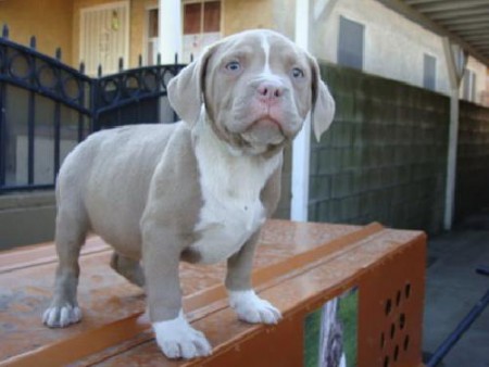 Um pequeno Pit bull