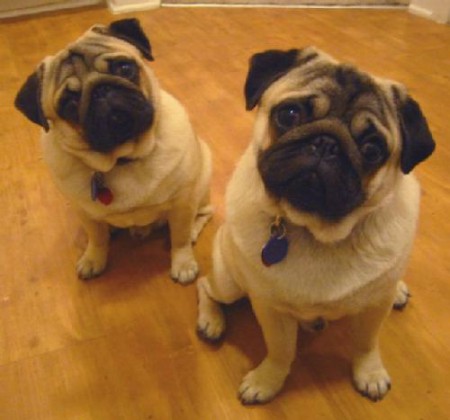 ressiste a esse olhar(Pugs)