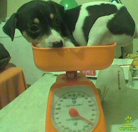 Terrier Brasileiro