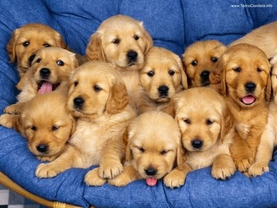 Filhotes de Golden Retriver