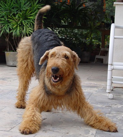 Airedale terrier