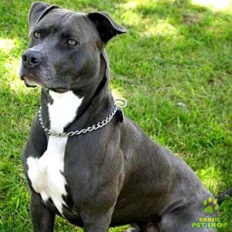 American Pit Bull Terrierl(Pit Bull)