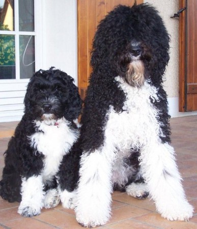 Barbet
