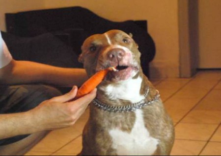 Pit bull vegetariano