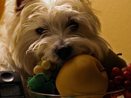 Cachorrinho vegetariano