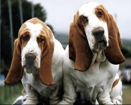 basset-hounds muito fofos