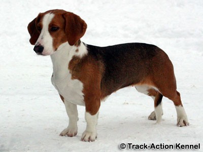 Basset alemão da Vestfália