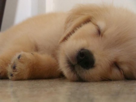 ZZZzzzZZZ....(golden retriver)Guga