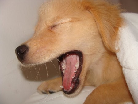 Perfeitinho(golden-retriver) Guga