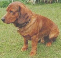 Basset Alpino