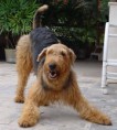 Airedale terrier