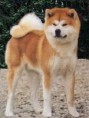 Akita Inu