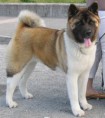 Akita americano