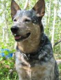 Australian cattle dog