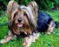 Australian Silky terrier