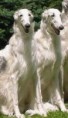 Borzoi