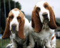 /album/galeria-de-fotos/basset-hounds-jpg1/